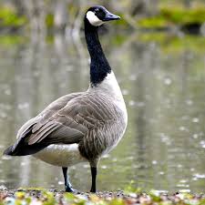 A grey geese